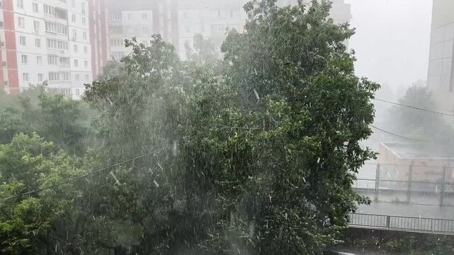 Walnut tree and other trees during squall in public garden