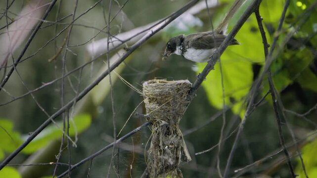 Pied fantail bird flying to nest to feed and brood baby, wild bird in a Thailand suburban neighborhood, authentic Southeast Asian avian atmosphere.