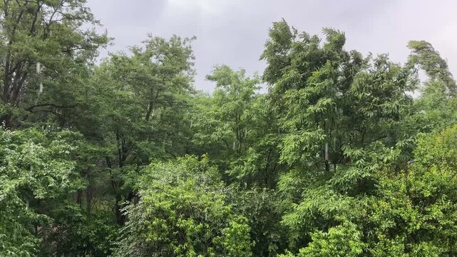 Locust trees and other trees during rainfall in park