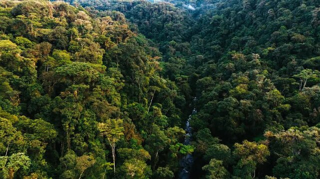Aerial View of Tropical Rainforest Canyon in Ecuador with River Corridor, Dense Green Canopy and Remote Andean Amazon Wilderness Landscape