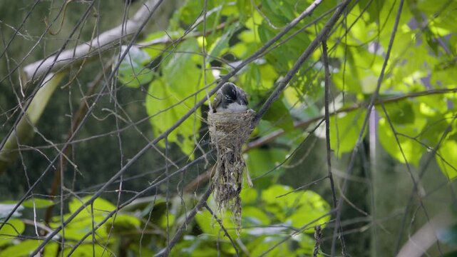 Two pied fantails shifting positions to feed baby and protect nest, wild bird in a Thailand suburban neighborhood, authentic Southeast Asian avian atmosphere.