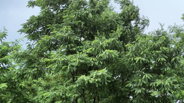 Top of locust tree against sky during rainfall in park