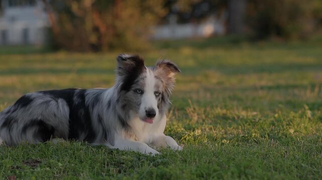 A Border Collie dog lies on green grass outdoors during golden hour. Warm sunlight and soft background create peaceful nature atmosphere.