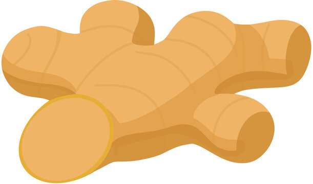 Fresh raw ginger root, organic spice and healthy herb flat vector illustration