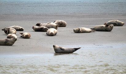 Phoque gris, © JAG IMAGES