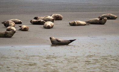Phoque gris, © JAG IMAGES