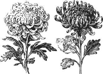 Fototapeta premium vintage chrysanthemum flowers engraving set botanical floral hand drawn illustration