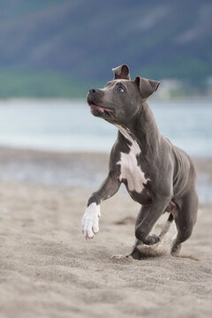A Staffordshire Terrier runs with playful energy near the coastline. Natural movement and beach scenery create an active travel lifestyle image.