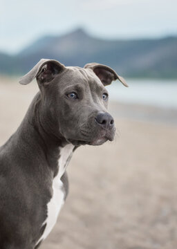 A Staffordshire Terrier poses near the sea in soft natural light. Clean composition and attentive expression create a modern pet portrait.