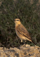 Fototapeta premium Isabelline Wheatear perched on ground, Bahrain
