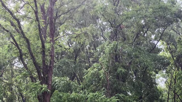 Old locust trees during rainfall in park close-up