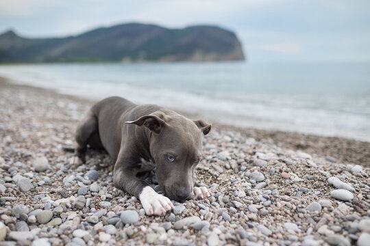 A Staffordshire Terrier rests on pebbles beside the sea. Coastal atmosphere and relaxed posture create a calm outdoor scene.