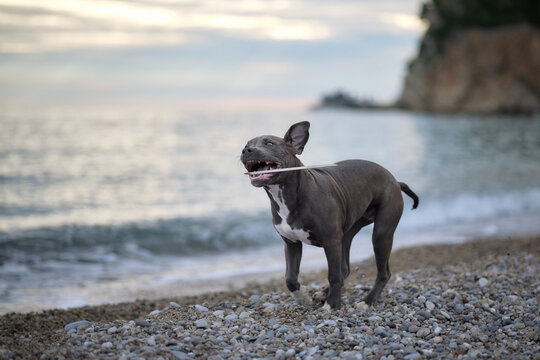 A Staffordshire Terrier stands near the sea looking into the distance. Coastal background and soft tones create a relaxed outdoor portrait.
