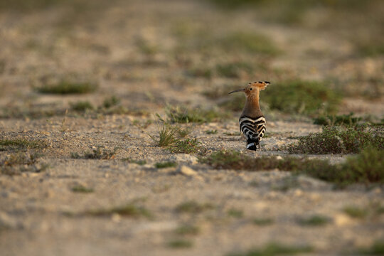 Portrait of a Hoopoe perched on ground, Bahrain