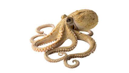 Realistic octopus tentacles marine wildlife sea product cooking ingredient isolated on transparent background © novenko-png