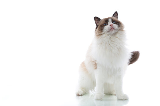 Calm domestic Ragdoll cat sitting on white surface