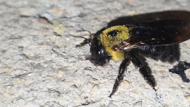 
​Side view macro shot of a newly emerged Carpenter bee (Xylocopa appendiculata) crawling, 4K UHD #003

