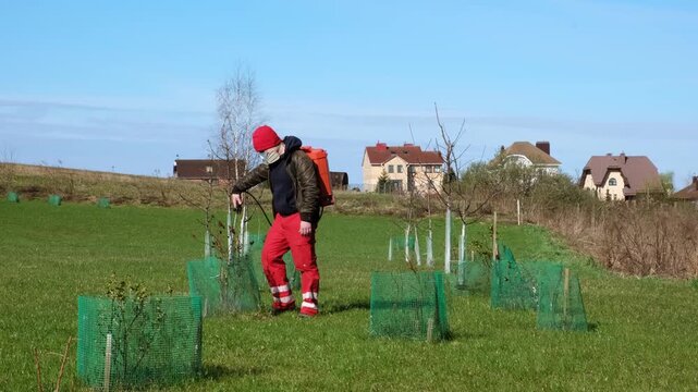 Worker spraying pesticide on a backyard for pest control, close-up, handles bushes. Gardening care work season. Early spring treatment of fruit trees, fungicide. Protecting the garden from diseases 4K