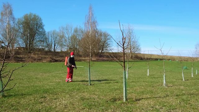 Worker spraying pesticide on a backyard for pest control, close-up, handles bushes. Gardening care work season. Early spring treatment of fruit trees, fungicide. Protecting the garden from diseases 4K