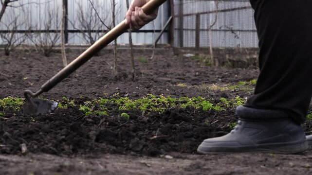 A dedicated gardener uses a sharp hoe to weed a small garden bed in spring, demonstrating essential agricultural maintenance to ensure healthy crop growth and a productive organic plot