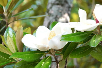 White magnolia grandiflora flower blooming in summer garden © taka