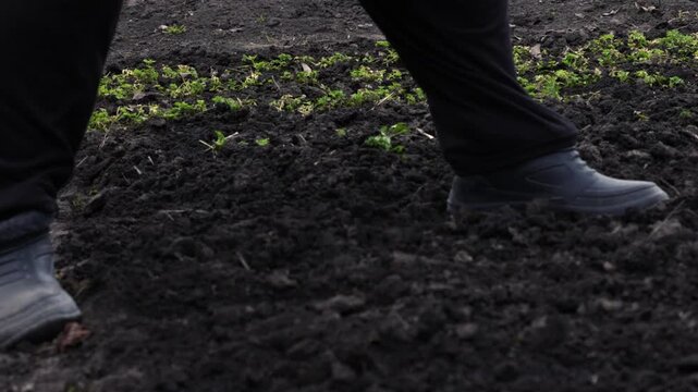 A senior person planting vegetable seeds in rich dark soil of a garden, performing seasonal agricultural work to cultivate organic crops for a sustainable rural home lifestyle food