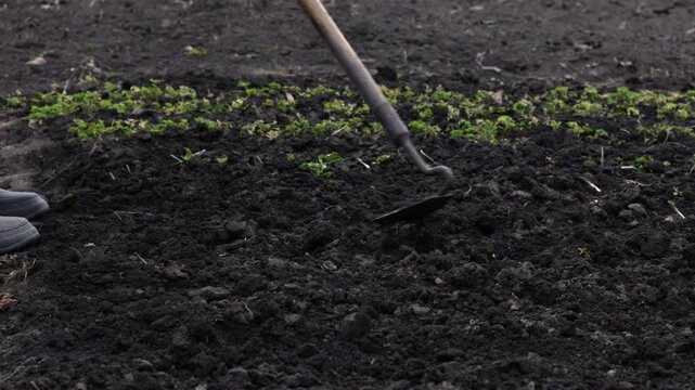 A gardener uses a traditional metal hoe to loosen dark soil in a small vegetable plot, representing sustainable farming practices and the hard work involved in organic food growing
