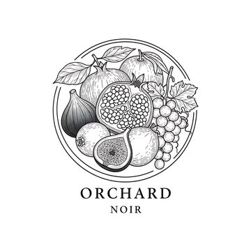 Vintage hand drawn illustration of fruits in a circle with text orchard noir