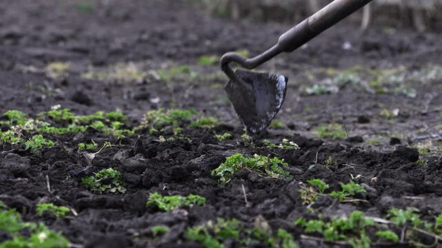 A garden hoe weeding black soil in a vegetable patch, conveying manual agricultural labor, sustainable small-scale farming practices, and the process of preparing land for crop growth