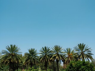 Fototapeta premium Palm trees against clear blue sky, tropical landscape scene