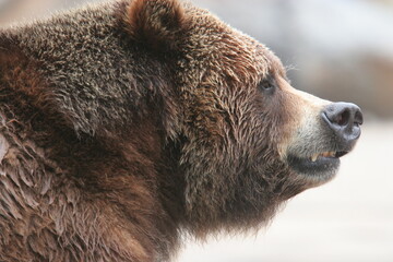 Kodiak bear headshot profile portrait. Bronx Zoo, New York, USA. © Yan