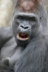 Western lowland gorilla silverback portrait. Bronx Zoo, New York, USA. © Yan