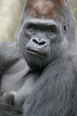 Western lowland gorilla silverback portrait. Bronx Zoo, New York, USA. © Yan