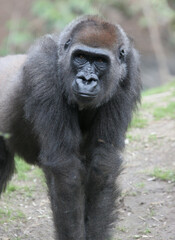 Western lowland gorilla silverback portrait. Bronx Zoo, New York, USA. © Yan