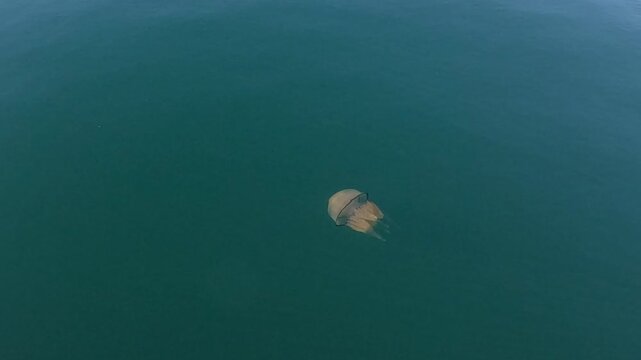 2.7K 60fps high angle video of a large jellyfish swimming in the clear turquoise sea water along the coast of Trieste, Italy