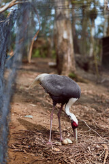 Fototapeta premium Crane bird tending egg in a nest on leaf litter at the forest floor inside a fenced enclosure at a zoo, adult gray and white crane with red head and long legs inspecting single egg.