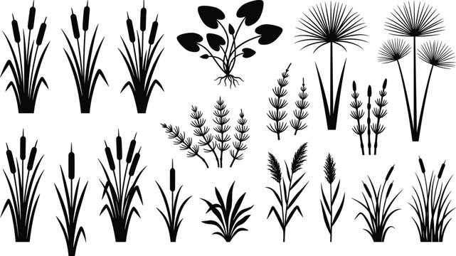 Black silhouette set of aquatic plants, reeds, cattails, bulrush, papyrus, and pond flora isolated on a white background