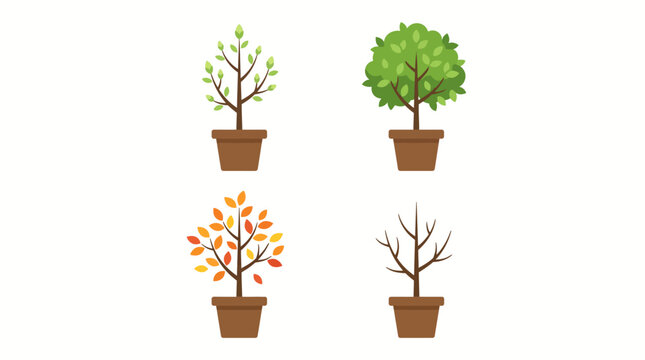Set of potted tree saplings showing four seasons from spring growth to winter dormancy