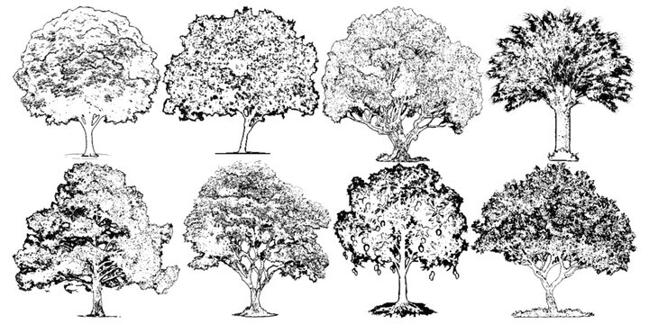 Architectural Vector Trees in Elevation and Plan View with Beech Isolated on Transparent Background