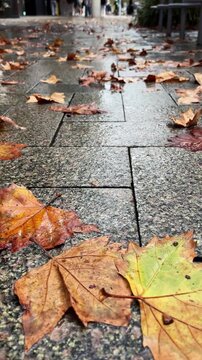 Vertical shot of fallen leaves are scattered on a wet sidewalk as people walk past in a city during the autumn season.