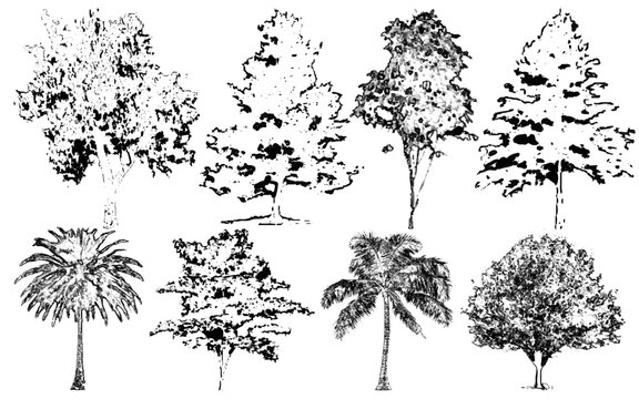 Architectural Vector Trees in Elevation and Plan View with Beech Isolated on Transparent Background