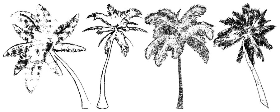 Architectural Vector Trees in Elevation and Plan View with Beech Isolated on Transparent Background