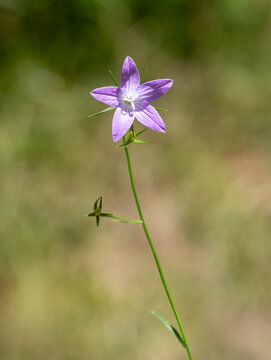 Macrophotographie de fleur sauvage - Campanule &eacute;tal&eacute;e - Campanula patula