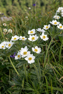 Macrophotographie de fleur sauvage - An&eacute;mone &agrave; fleurs de narcisse - Anemone narcissiflora