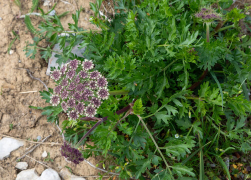 Macrophotographie de fleur sauvage - Carotte de Gadeceau - Daucus carota subsp. gadecae