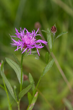 Macrophotographie de fleur sauvage - Centaur&eacute;e jac&eacute;e - Centaurea jacea