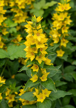 Macrophotographie de fleur sauvage - Lysimaque ponctu&eacute;e - Lysimachia punctata