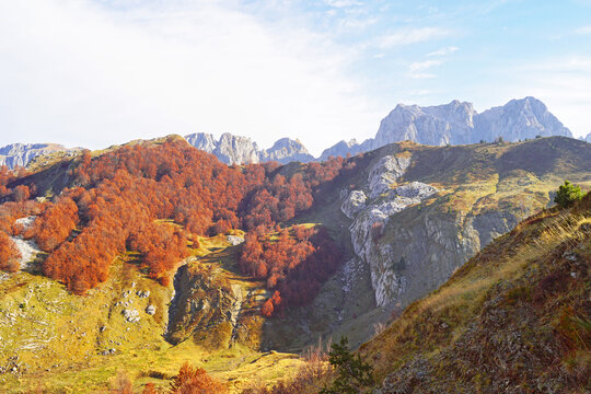 Rust colored beech woodland meets golden alpine grass beneath limestone cliffs in Accursed Mountains, Montenegro. Depicts mountain ecotone contrast, seasonal color mosaic, and landscape heterogeneity.