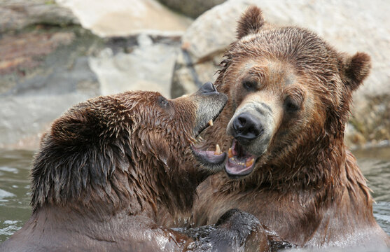 Kodiak bears fighting in the water. Bronx Zoo, New York, USA.