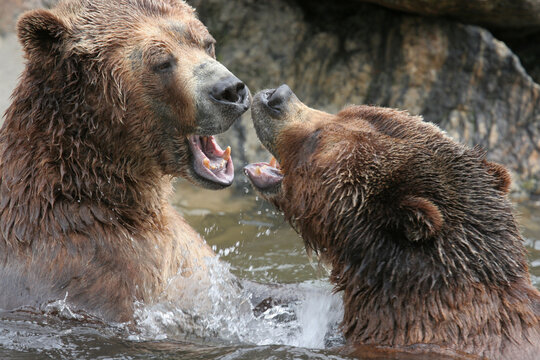 Kodiak bears fighting in the water. Bronx Zoo, New York, USA.